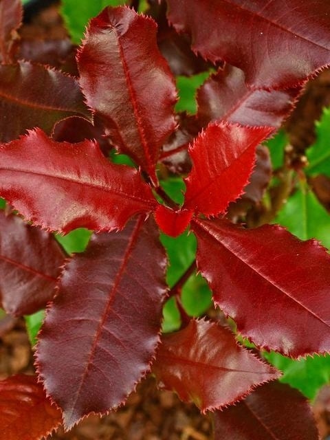 Glansmispel (Photinia 'Magical Volcano')