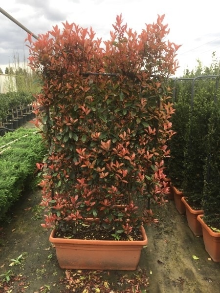 Glansmispel meeneemhaag (Photinia fraseri 'Red Robin')