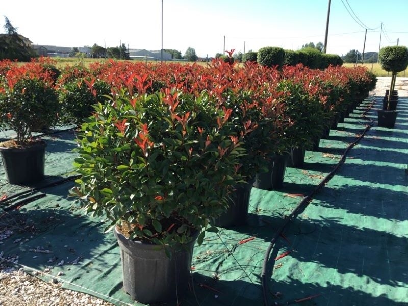 Glansmispel als bolvorm (Photinia fraseri 'Carré Rouge')