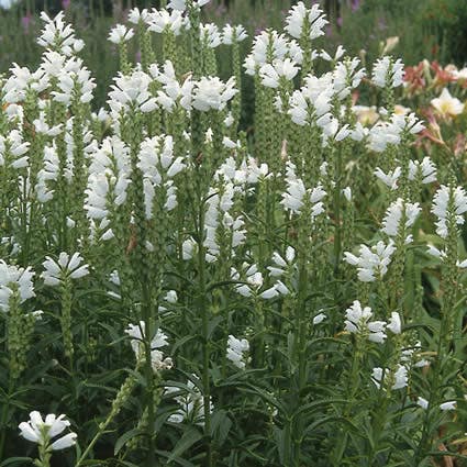 Scharnierplant (Physostegia virginiana 'Summer Snow')