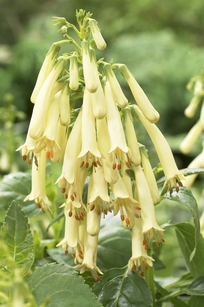 Kaapse fuchsia (Phygelius aequalis 'Yellow Trumpet')