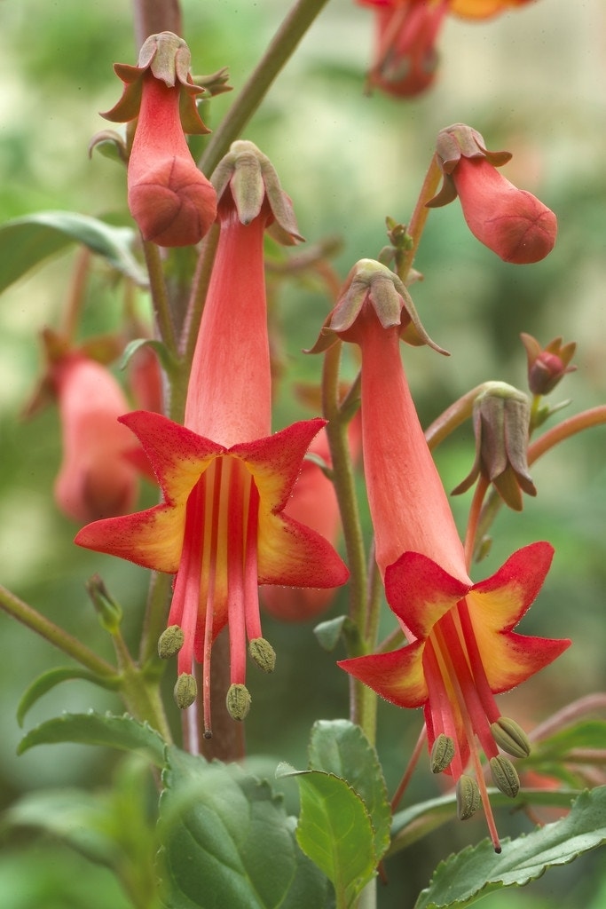 Kaapse fuchsia (Phygelius capensis)