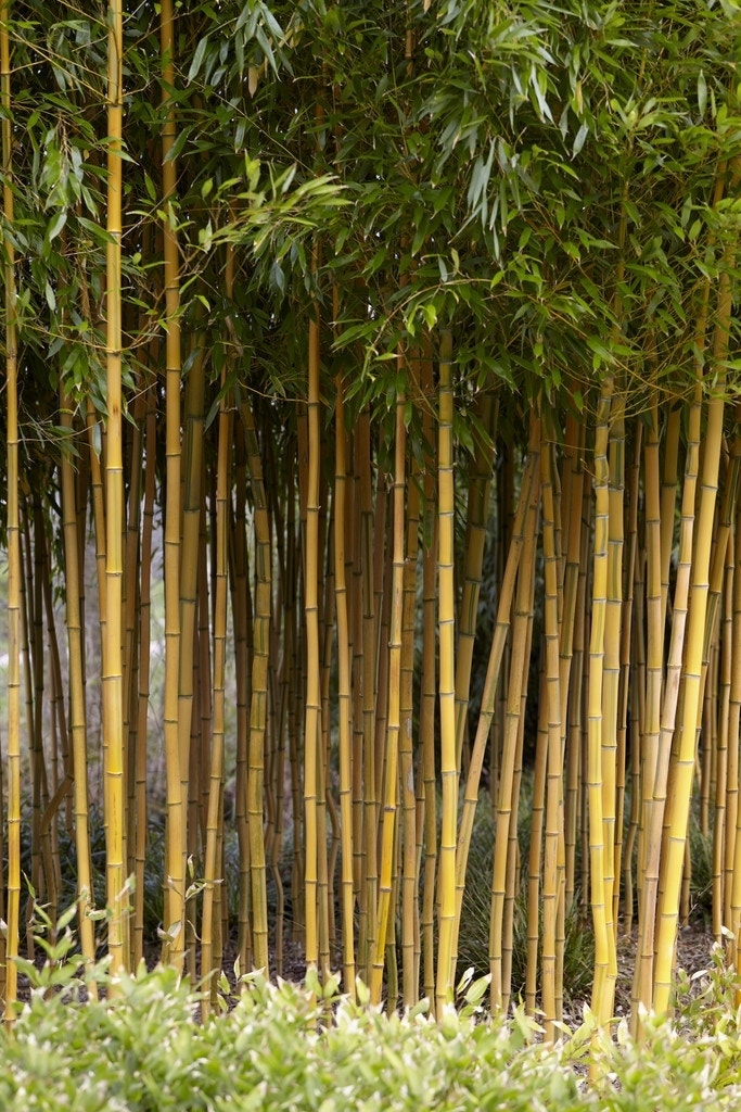 Bamboe (Phyllostachys aureosulcata 'Spectabilis')