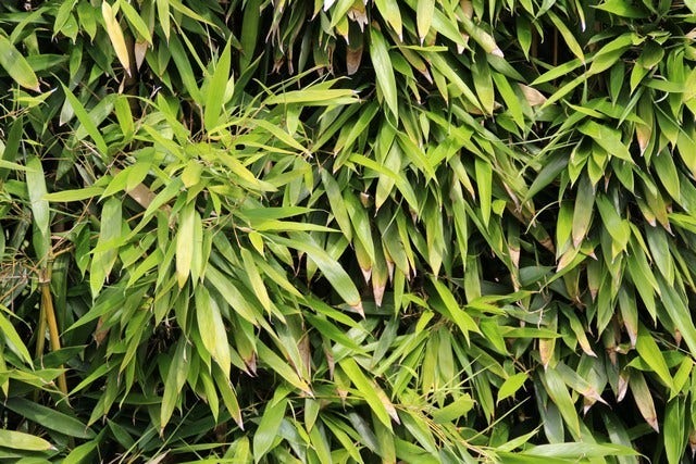 Bamboe (Phyllostachys bissetii)