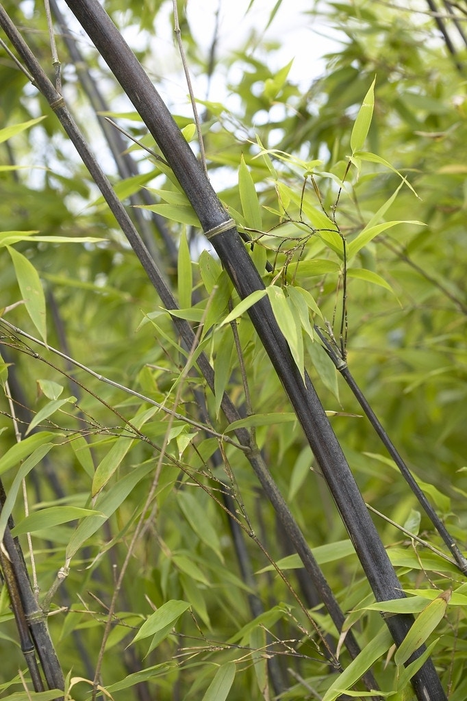 Bamboe (Phyllostachys nigra)