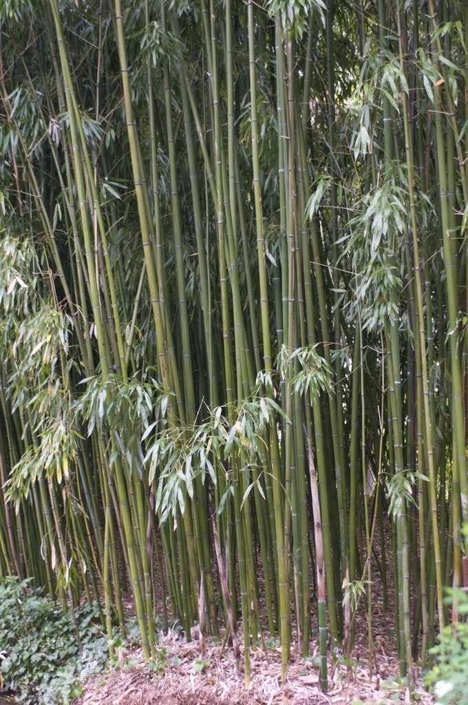 Bamboe (Phyllostachys viridiglaucescens)