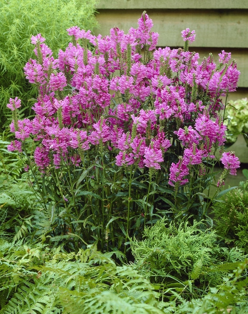 Scharnierplant (Physostegia virginiana 'Bouquet Rose')