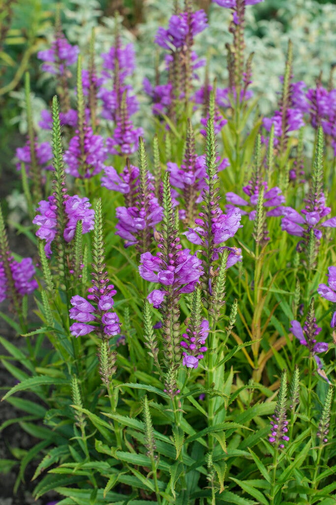 Scharnierplant (Physostegia virginiana 'Vivid')