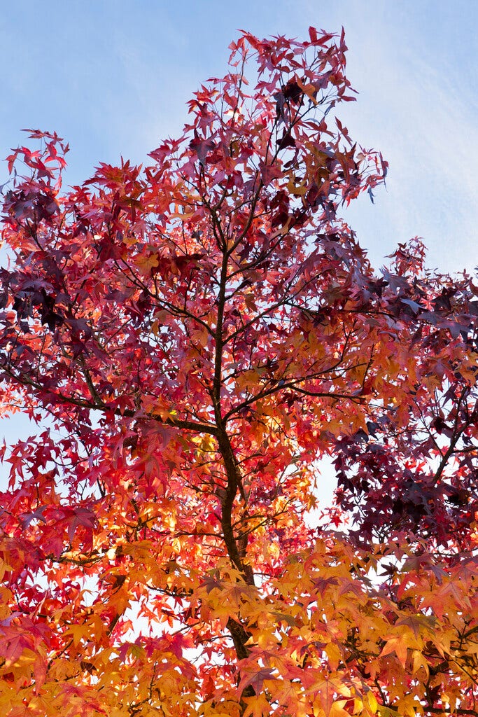 Grote Amberboom (Liquidambar styraciflua 'Worplesdon')