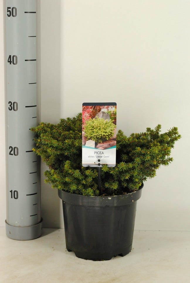 Kussenspar (Picea abies 'Little Gem')