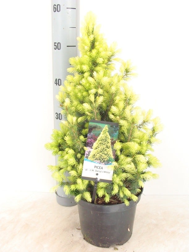 Witte Alberta spar (Picea glauca 'J.W. Daisy's White')