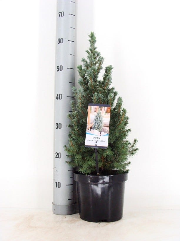 Blauwe Alberta spar (Picea glauca Sander's Blue)