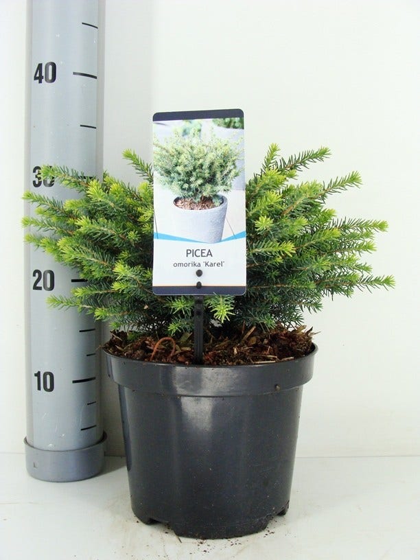 Servische spar (Picea omorika 'Karel')