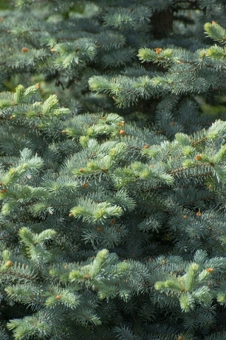 Blauwspar (Picea pungens 'Blue Diamond')