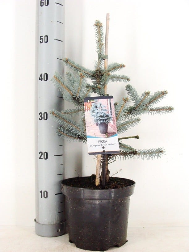 Noorse Blauwspar (Picea pungens 'Erich Frahm')