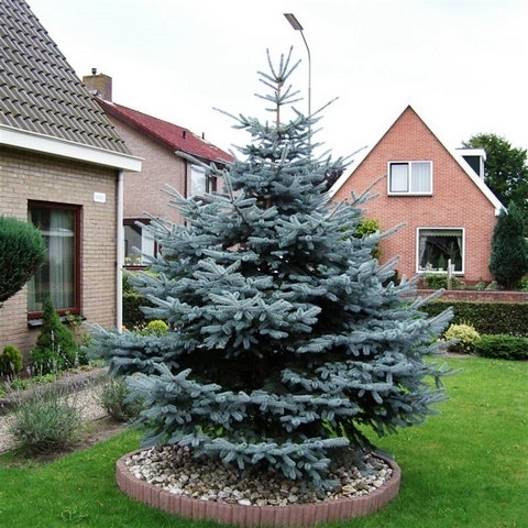 Blauwspar (Picea pungens 'Glauca')