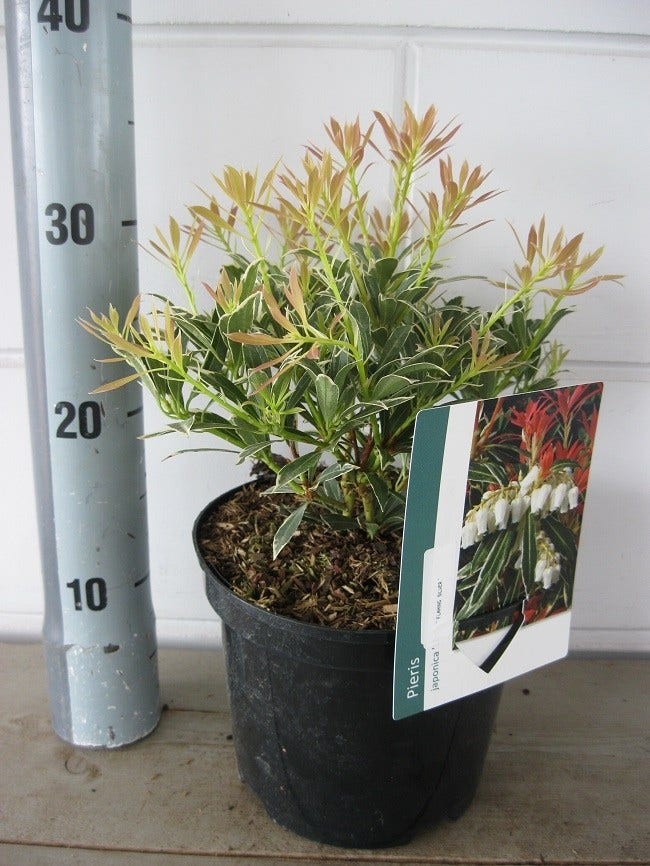 Rotsheide (Pieris japonica 'Flaming Silver')