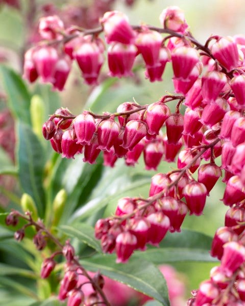 Rotsheide (Pieris japonica 'Passion')