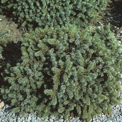 Dwergspar (Picea glauca 'Echiniformis')