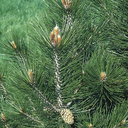 Den (Pinus leucodermis)