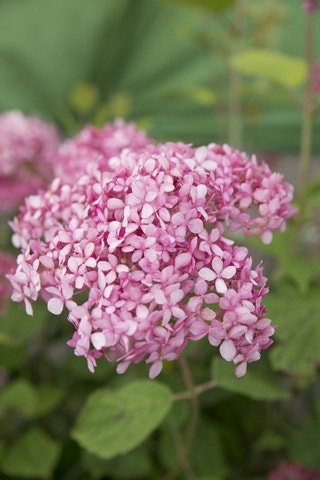 Hortensia (Hydrangea 'Pink Annabelle')