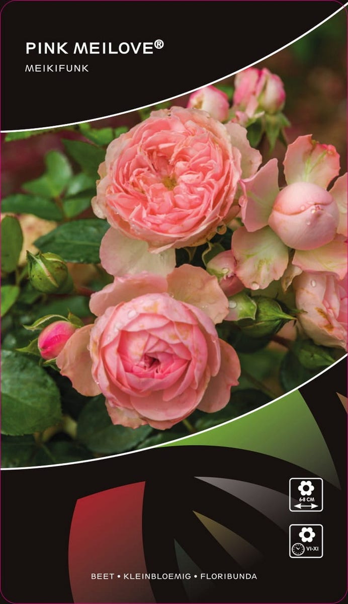 Stamroos (Rosa 'Pink Meilove')