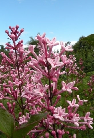 Dwergsering op stam (Syringa Bloomerang® 'Pink Perfume')