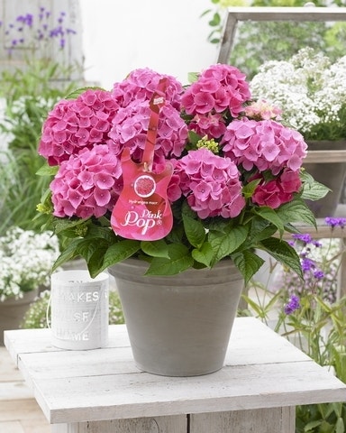 Hortensia Pink Pop (Hydrangea 'Music Collection')