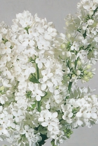 Mongoolse Sering (Syringa 'Pinnatifolia')