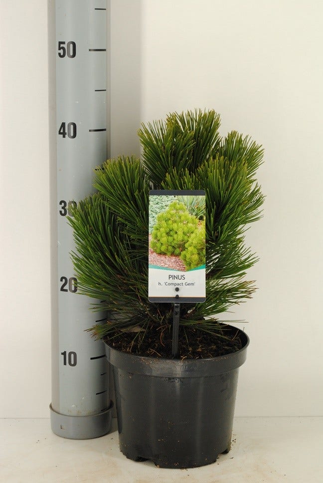 Bosnische den (Pinus heldreichii 'Compact Gem')