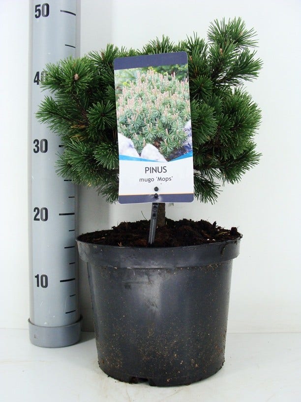 Dwerg Bergden (Pinus mugo 'Mops')