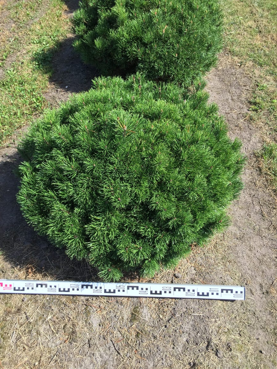 Bergden als bolvorm (Pinus mugo 'Mugo')