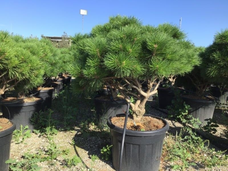 Meerstammige Japanse pijnboom (Pinus parviflora 'Brevifolia')