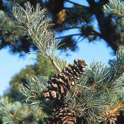 Bergden (Pinus strobus 'Radiata')