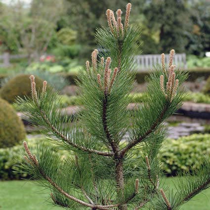 Grove Den, bosplantsoen (Pinus sylvestris)