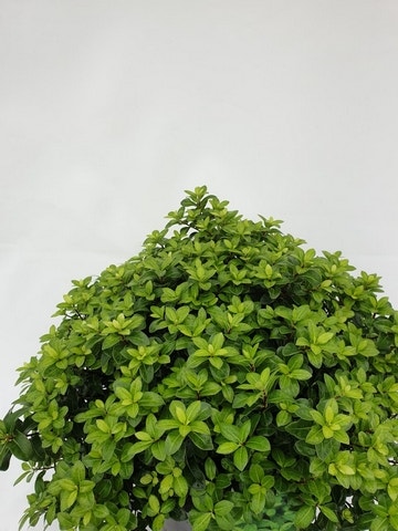 Australische laurier (Pittosporum tenuifolium 'Gold Ball')