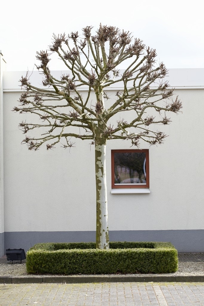 Bolplataan (Platanus 'Alphen's Globe')