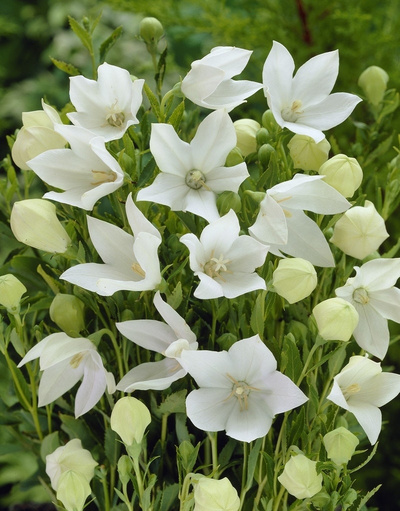 Ballonbloem (Platycodon grandiflorus 'Albus')