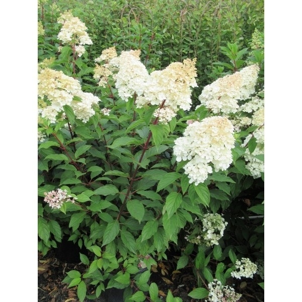 Pluimhortensia (Hydrangea paniculata 'Bobo')