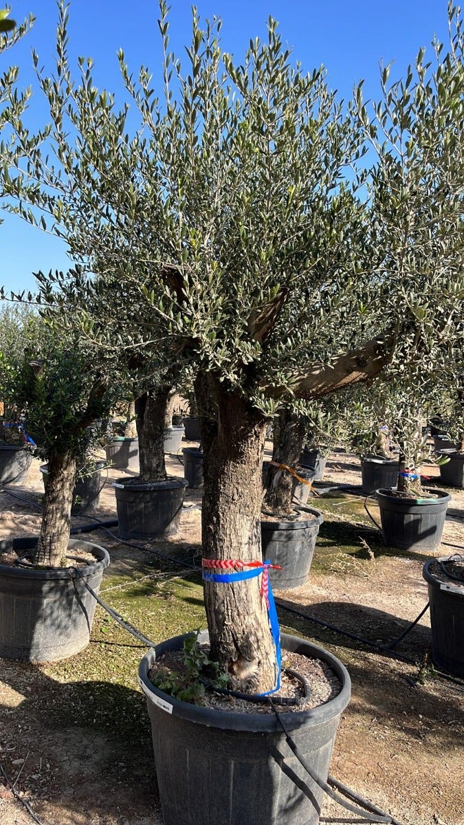 Olijfboom als bonsai (Olea europaea)