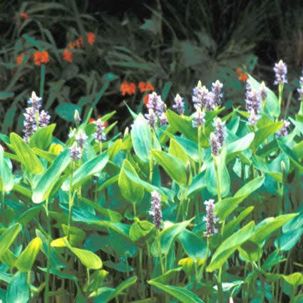 Snoekkruid (Pontederia cordata)