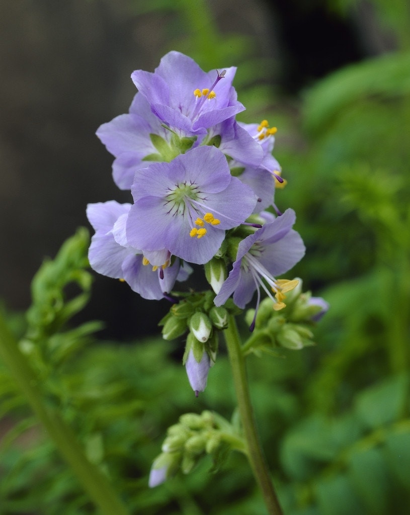 Jacobsladder (Polemonium caeruleum)