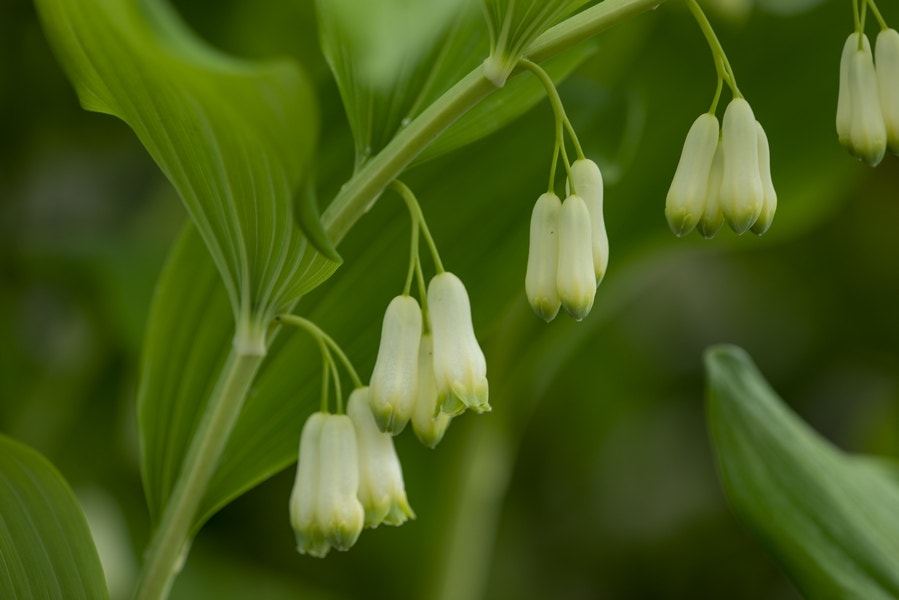 Salomonszegel (Polygonatum commutatum)