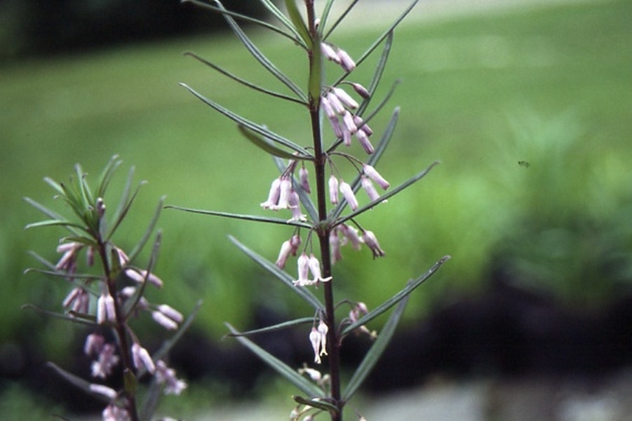 Salomonszegel (Polygonatum curvistylum)