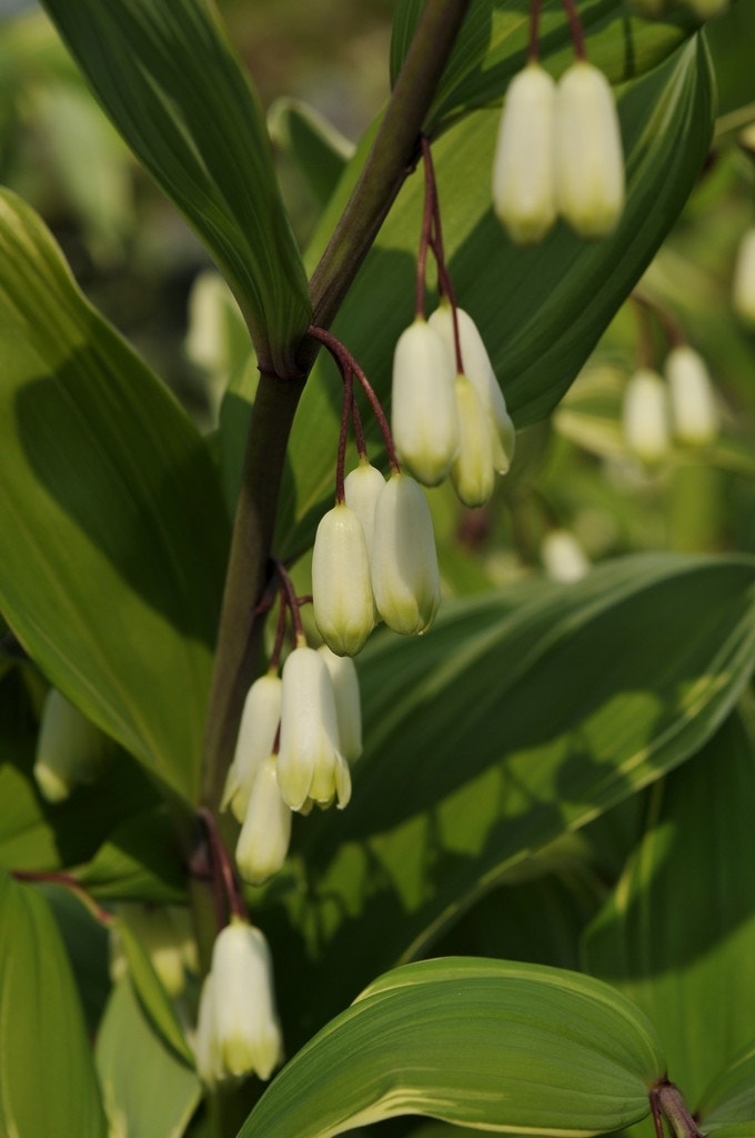 Salomonszegel (Polygonatum falcatum 'Variegatum')