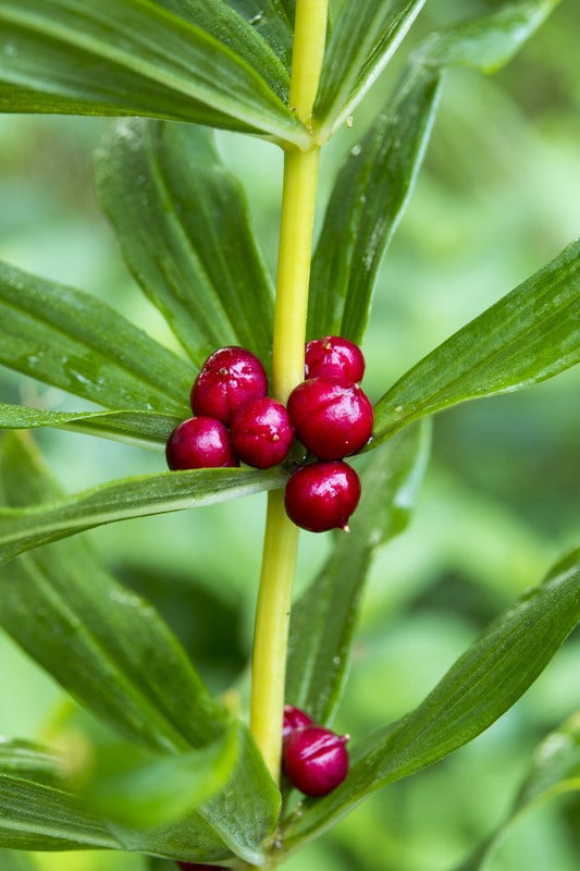 Kranssalomonzegel (Polygonatum verticillatum)