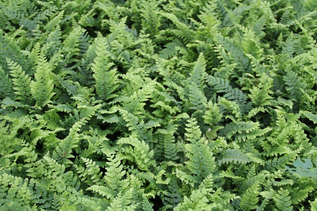 Niervaren, Naaldvaren (Polystichum setiferum 'Dahlem')