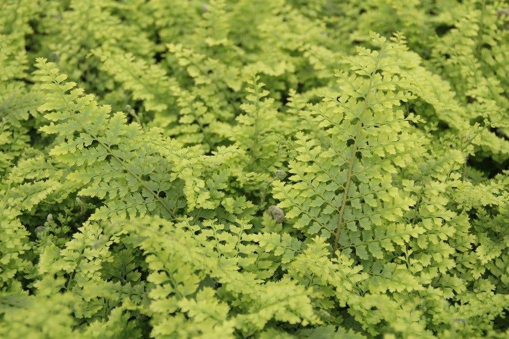 Niervaren (Polystichum setiferum 'Plumoso-densum')