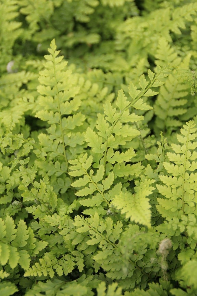 Niervaren (Polystichum setiferum 'Proliferum')