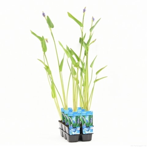 Reuze snoekkruid (Pontederia cordata 'Lanceolata')